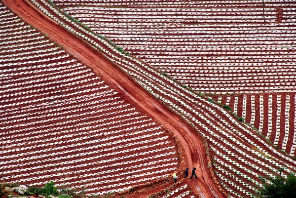 Gli Agricoltori Cinesi Attraversano Campi Tabacco Nel Villaggio Mazha Weining — Foto Stock