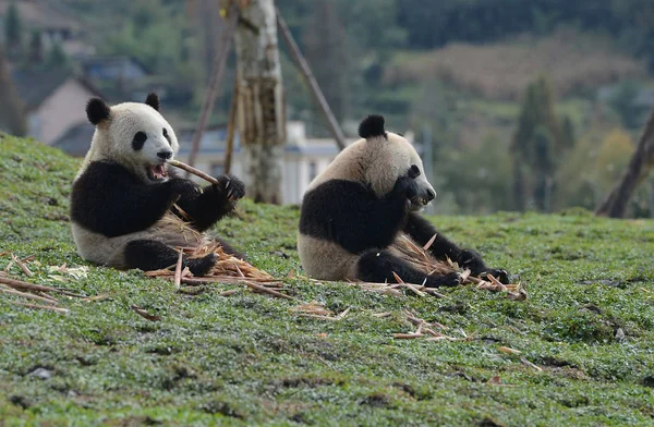 Óriás Panda Eszik Bambusz Kína Megőrzésére Kutatási Központ Bázison Qiang — Stock Fotó