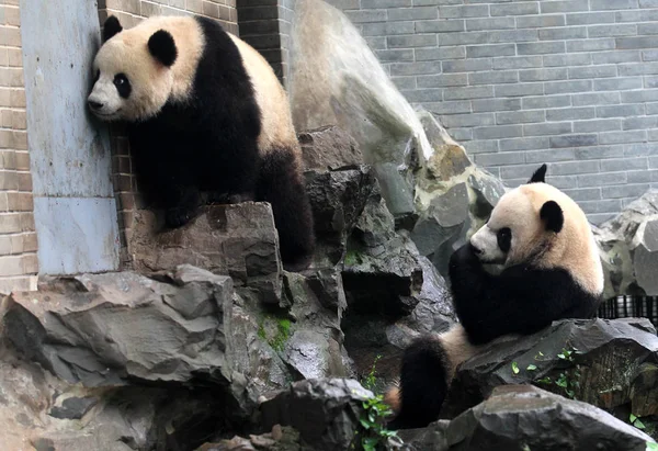 2012年5月15日 在中国浙江省东部杭州市的一家动物园里 人们看到熊猫在玩耍 — 图库照片