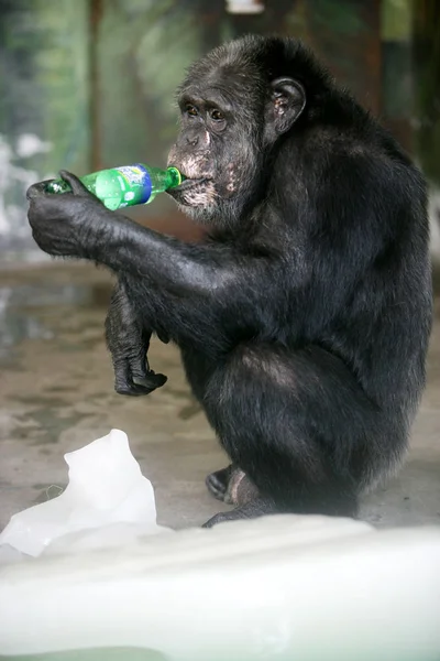 Een Chimpansee Drinkt Sprite Naast Ijsblokken Zichzelf Koelen Een Warme — Stockfoto