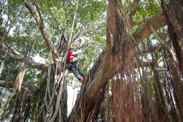 Chiński Uczeń Wspina Się Drzewo Podczas Klasy Wspinaczki Uniwersytecie Xiamen — Zdjęcie stockowe