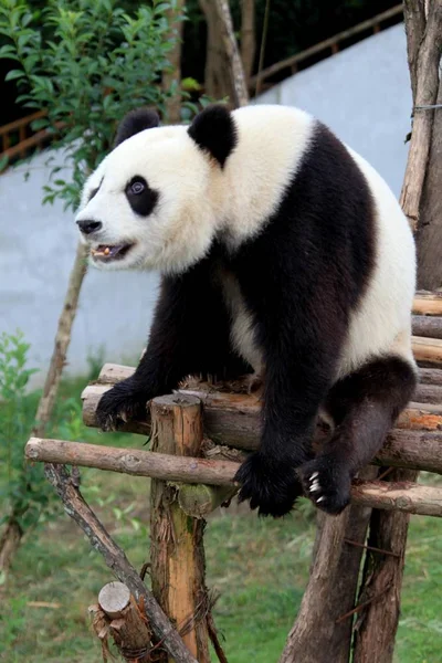 Panda Visto Jogando Wannan National Wild Animal Rescue Rehabilitation Center — Fotografia de Stock