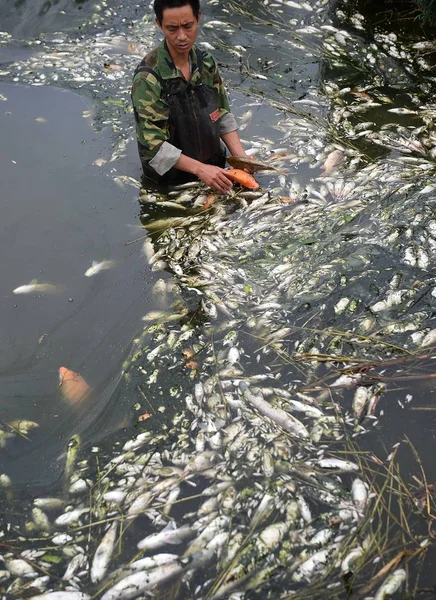 Fischzüchter Begutachtet Die Schäden Die Durch Die Verschmutzung Einer Nahe — Stockfoto