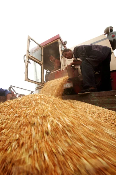 Gli Agricoltori Cinesi Raccolgono Grano Nel Campo Nella Contea Huaxian — Foto Stock