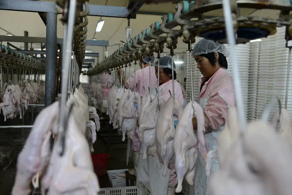 Chinesische Arbeiter Verarbeiten Enten Einer Fabrik Der Stadt Rizhao Der — Stockfoto