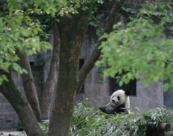 Panda Come Bambú Zoológico Chongqing China Mayo 2012 —  Fotos de Stock