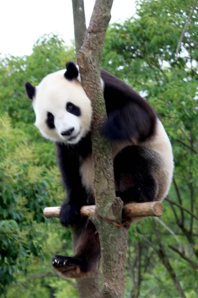 Panda Visto Brincando Galho Wannan National Wild Animal Rescue Rehabilitation — Fotografia de Stock