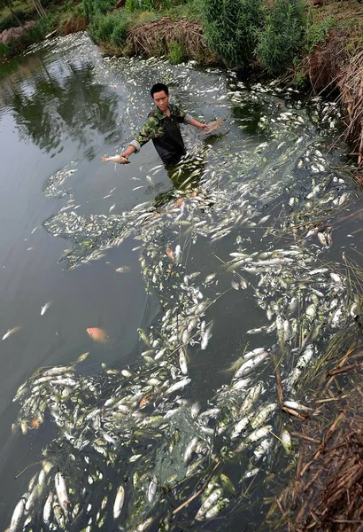 Fiskodlare Undersökningar Skador Som Orsakats Föroreningar Från Närliggande Inlagda Grönsaker — Stockfoto