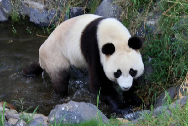 Panda Visto Jogando Wannan National Wild Animal Rescue Rehabilitation Center — Fotografia de Stock