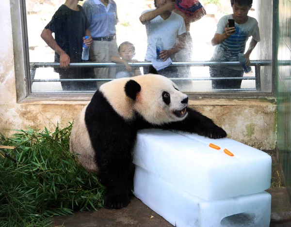 Panda Come Zanahorias Hielo Para Refrescarse Zoológico Wuhan Wuhan Provincia —  Fotos de Stock