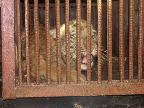 Jeune Tigre Hurle Dans Cage Après Avoir Été Capturé Dans — Photo