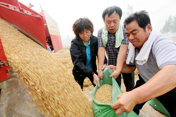 Китайские Фермеры Собирают Пшеницу Поле Деревне Лонгхужай Уезд Янгу Город — стоковое фото