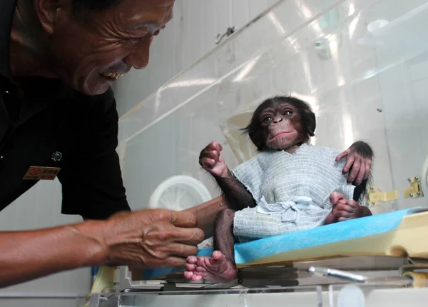 Kínai Óvoda Munkavállaló Gondoskodik Újszülött Csimpánz Tartják Inkubátorban Xixiakou Vadállatok — Stock Fotó