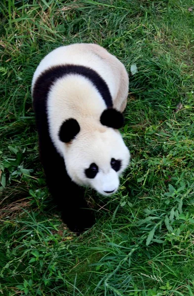 Panda Visto Giocare Wannan National Wild Animal Rescue Rehabilitation Center — Foto Stock