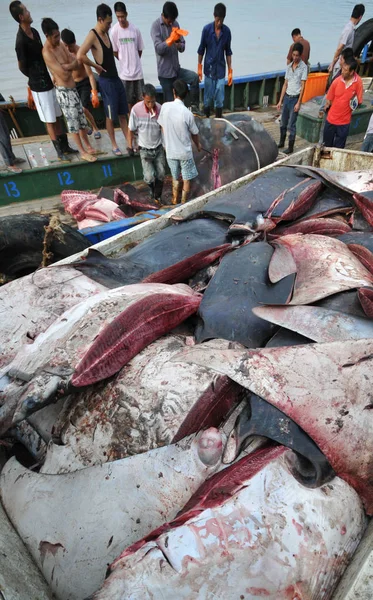 漁師たちは 東中国浙江省 泰州市の南中国福建省の海で捕獲された巨大なアカエイの肉を切った 月2012 — ストック写真