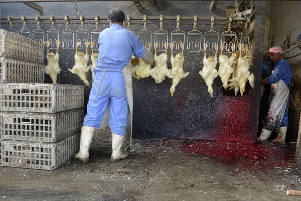 Chinesische Arbeiter Verarbeiten Enten Einer Fabrik Der Stadt Rizhao Der — Stockfoto