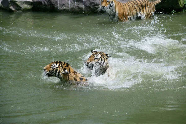 Tiger Schwimmen Wasser Sich Einem Heißen Tag Ningbo Youngor Zoo — Stockfoto