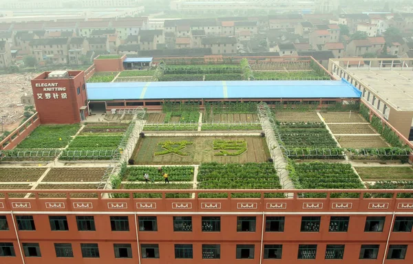 Gli Agricoltori Cinesi Coltivano Campo Sulla Cima Una Fabbrica Tessile — Foto Stock