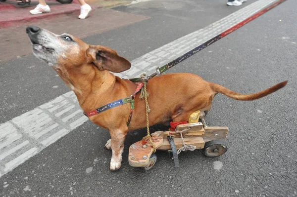 Ein Gelähmter Hund Geht Mit Hilfe Eines Von Seinem Herrchen — Stockfoto