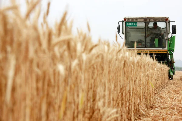 File Chinese Farmer Drives Reaping Machine Harvest Wheat Field Suburb — стоковое фото