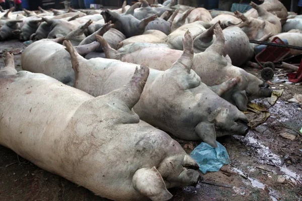 Cadáveres Cerdos Muertos Muertos Por Trueno Shenzhen Provincia Guangzhou Sur — Foto de Stock