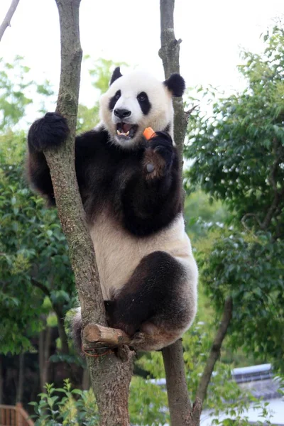 Panda Visto Brincando Galho Wannan National Wild Animal Rescue Rehabilitation — Fotografia de Stock