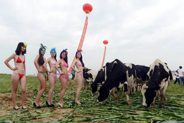 Des Mannequins Habillés Bikini Posent Côté Des Vaches Lors Premier — Photo