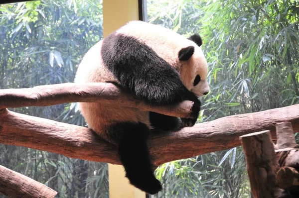 Ein Panda Spielt Auf Einem Ast Einem Zoo Der Stadt — Stockfoto