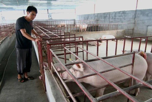 File Čínský Zemědělec Kontroluje Růst Prasat Prasečích Farmách Městě Liutang — Stock fotografie