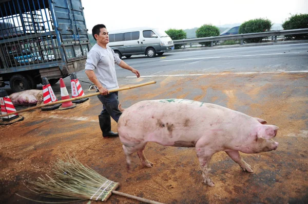 Człowiek Jeździ Świni Która Uciekła Przewrócony Samochód Kordoned Obszar Guangzhou — Zdjęcie stockowe