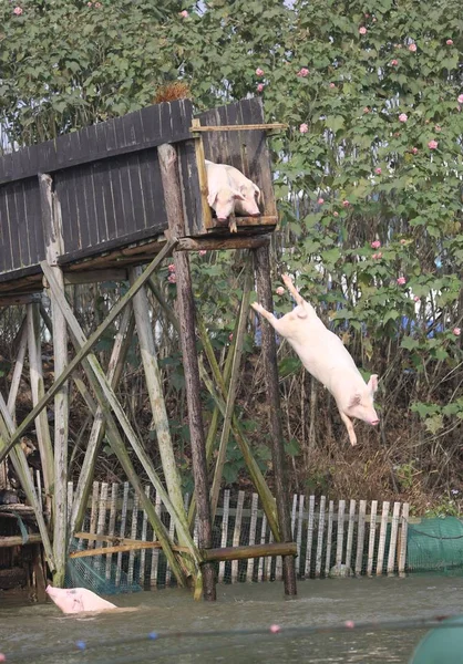 Schweine Stellen Sich Auf Einen Fluss Tauchen Und Während Einer — Stockfoto