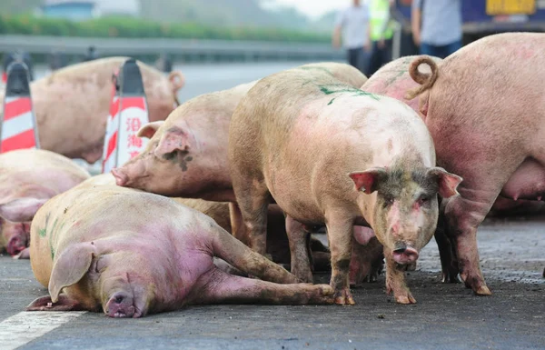 Свині Які Втекли Перевернутих Вантажівок Зберігаються Cordoned Області Гуанчжоу Макао — стокове фото
