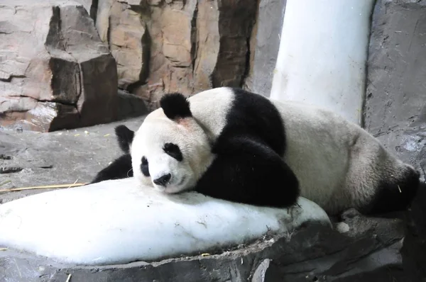 Panda Repousa Sobre Gelo Para Refrescar Zoológico Cidade Guangzhou Sul — Fotografia de Stock