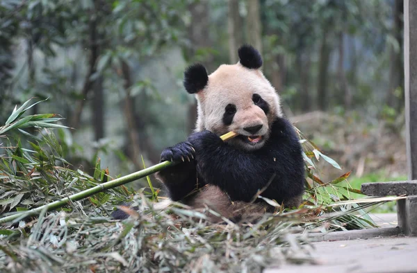 Panda Gigante Macho Wujie Também Chamado Kai Kai Cingapura Come — Fotografia de Stock