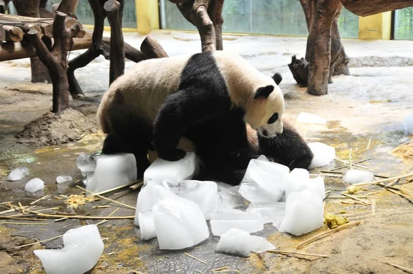 Panda Juega Con Bloques Hielo Para Refrescarse Zoológico Ciudad Guangzhou —  Fotos de Stock