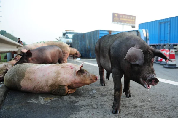 ひっくり返ったトラックから逃げた豚は 2012年11月19日 中国南部広東省の広州マカオ高速道路の封鎖区域に保管されている — ストック写真