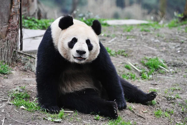 2011年4月11日 在中国四川省西南部亚安市大熊猫保护研究中心雅安碧峰峡基地 雌性大熊猫胡宝也被命名为贾佳 — 图库照片