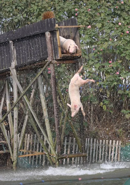 Porcos Alinham Para Mergulhar Rio Durante Uma Sessão Treinamento Aldeia — Fotografia de Stock