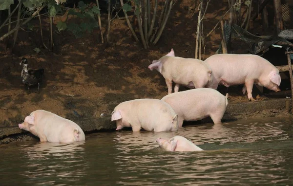 Schweine Schwimmen Das Ufer Eines Flusses Nachdem Sie Von Einer — Stockfoto