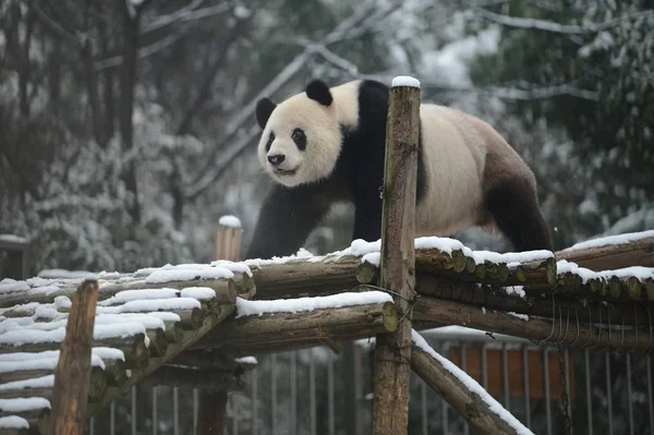 2012年12月26日 中国湖北省武汉市武汉动物园大熊猫魏伟走在一个被雪覆盖的展台上 — 图库照片