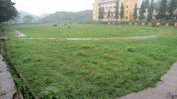 Buffels Een Eten Gras Speelplaats Bij Lieqiao Middle School Geyang — Stockfoto