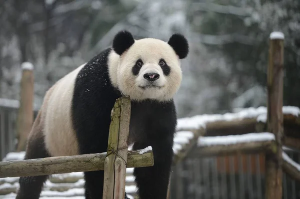 2012年12月26日 中国湖北省武汉市武汉动物园大熊猫魏伟走在一个被雪覆盖的展台上 — 图库照片