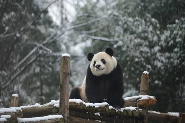 2012年12月26日 中国湖北省武汉市武汉动物园的大熊猫魏伟在一个被雪覆盖的展台上休息 — 图库照片