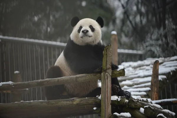 Panda Raksasa Wei Wei Bertumpu Pada Sebuah Kios Salju Kebun — Stok Foto