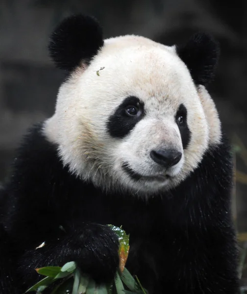 オスのジャイアント パンダ屋林は 2012 東中国浙江省杭州市に杭州動物園で竹を食べる — ストック写真