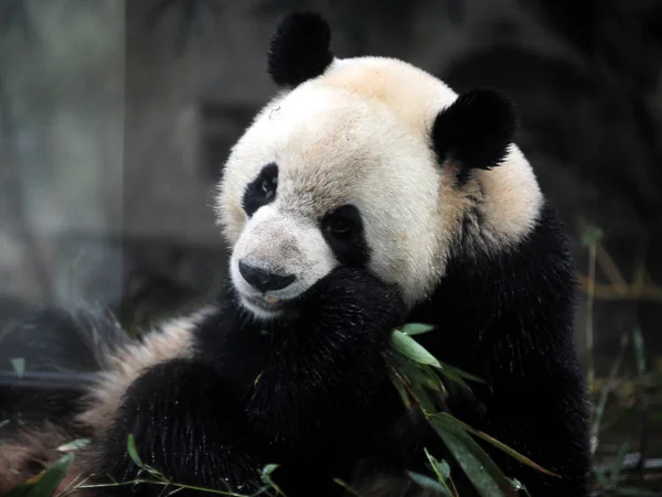 Férfi Óriás Panda Lin Eszik Bambusz Hangzhou Zoo Hangzhou Város — Stock Fotó