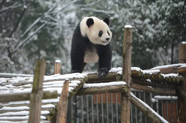 Panda Velká Wej Wejem Chodí Sněhem Pokrytých Stojan Wuhan Zoo — Stock fotografie