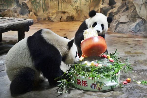 Pandas Gigantes Comem Vegetais Durante Sua Festa Aniversário Anos Zoológico — Fotografia de Stock