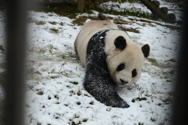 2012年12月26日 大熊猫魏伟在中国中部湖北省武汉市武汉动物园玩雪 — 图库照片