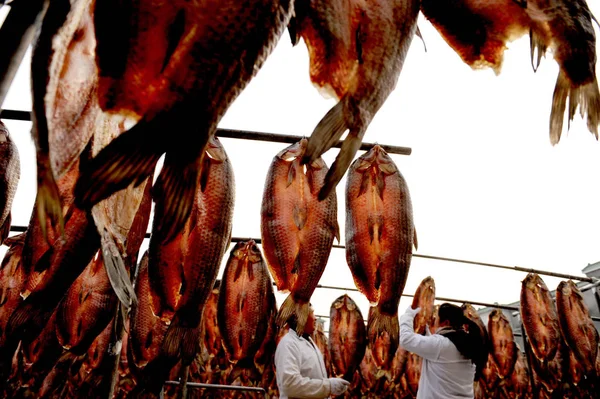 中国人労働者は Sanbaitan 村の春祭りのために太陽の下で乾燥するためにポールに魚の収穫をハングアップ 仁和町 杭州市 東中国浙江省 月2012 — ストック写真